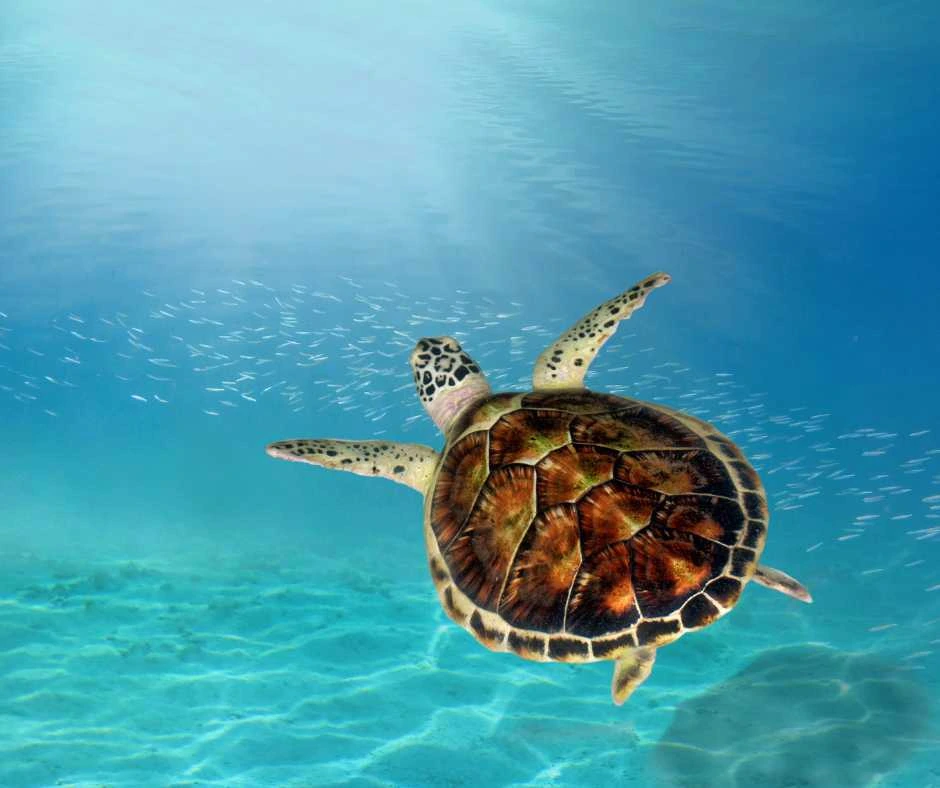 seychelles-tartaruga-marina-snorkeling-fauna-offerta-viaggio
